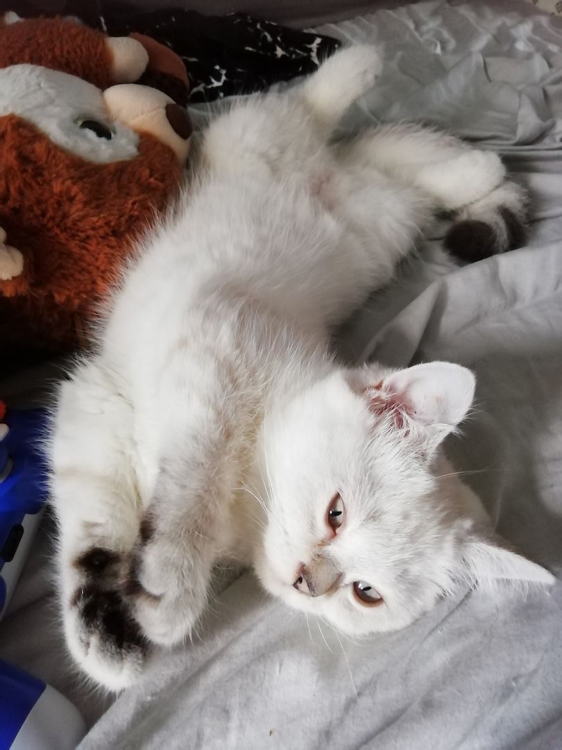 Bkh kitten reinrassig,2x geimpft