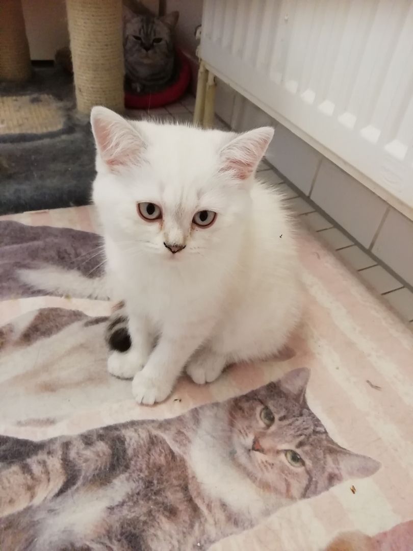 Bkh kitten reinrassig,2x geimpft