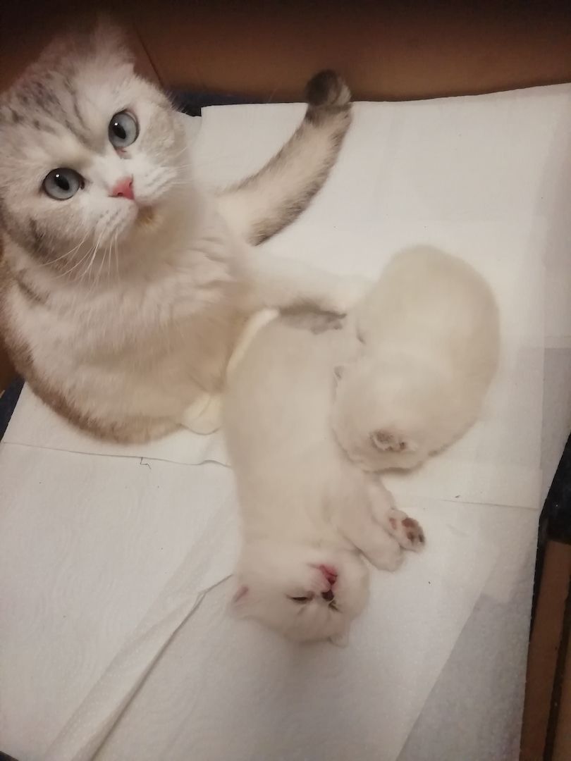 Bkh kitten reinrassig,2x geimpft