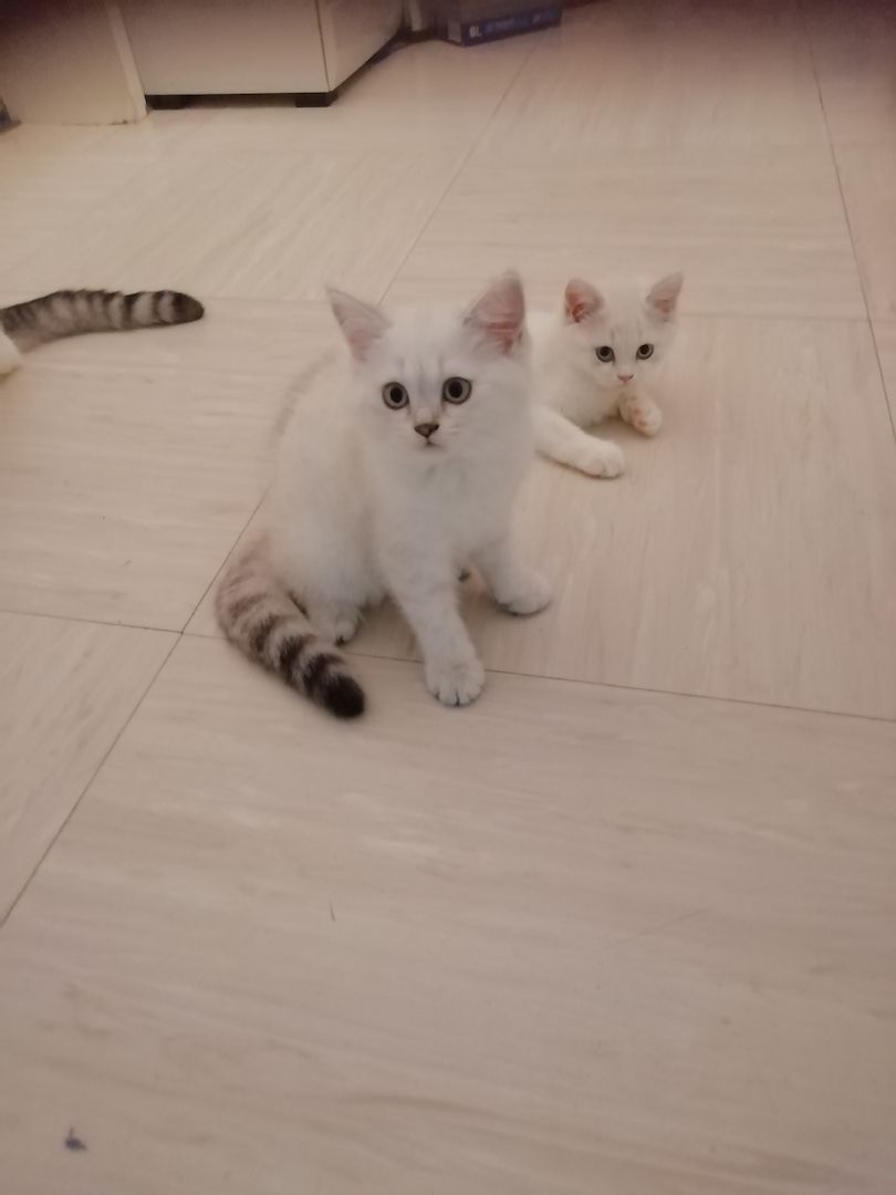 Bkh kitten reinrassig,2x geimpft