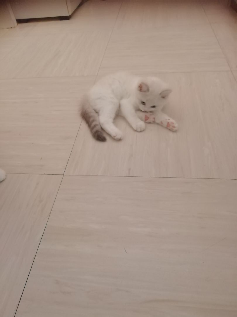 Bkh kitten reinrassig,2x geimpft