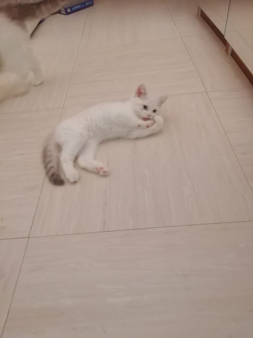 Bkh kitten reinrassig,2x geimpft