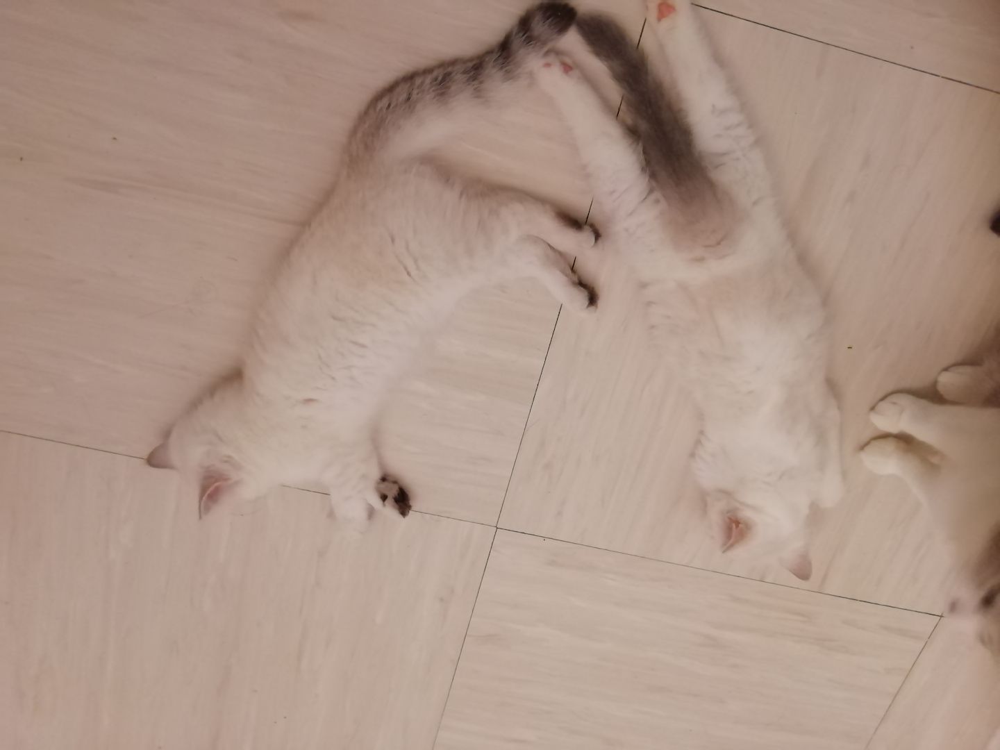 Bkh kitten reinrassig,2x geimpft