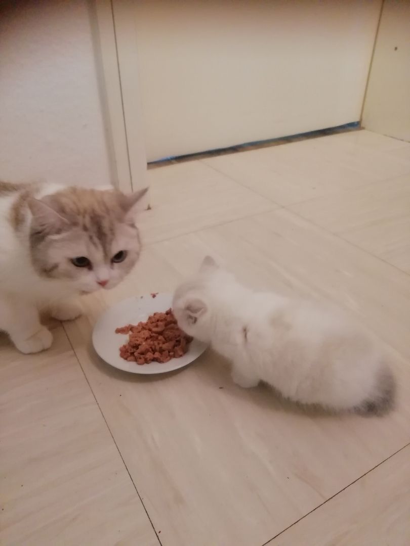 Bkh kitten reinrassig,2x geimpft