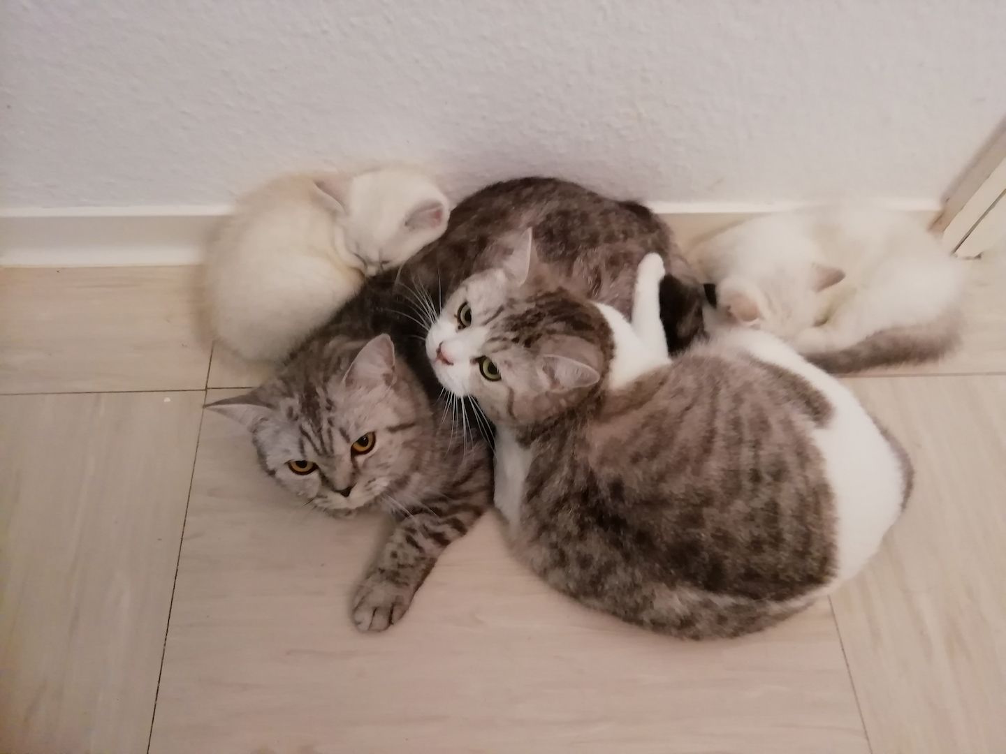 Bkh kitten reinrassig,2x geimpft