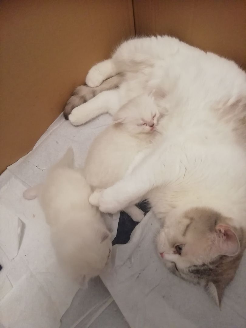 Bkh kitten reinrassig,2x geimpft