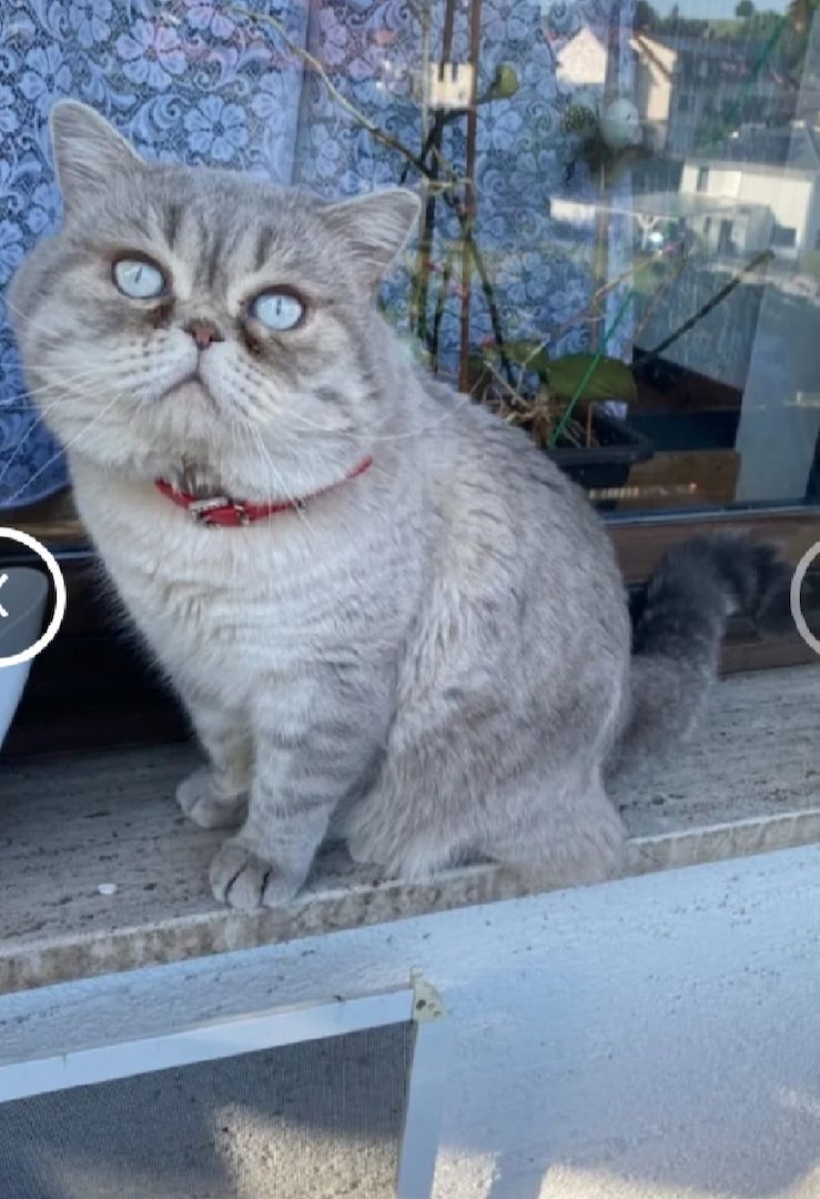 Bkh kitten reinrassig,2x geimpft