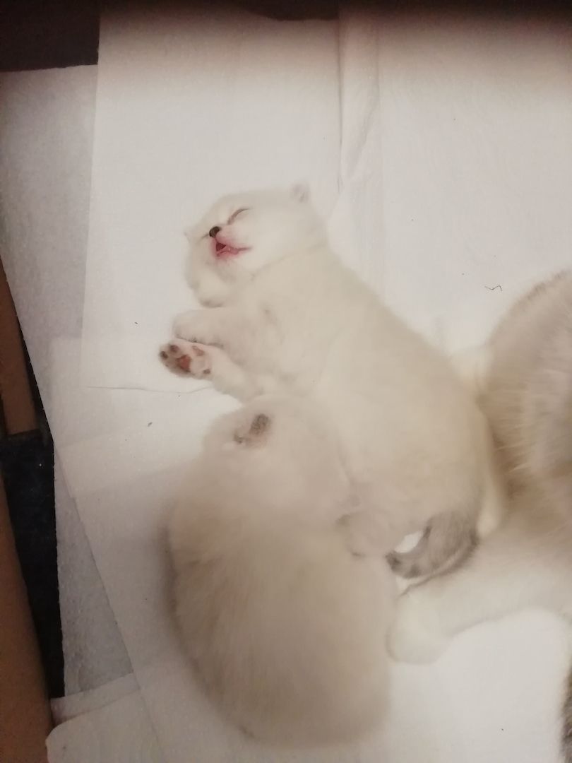 Bkh kitten reinrassig,2x geimpft