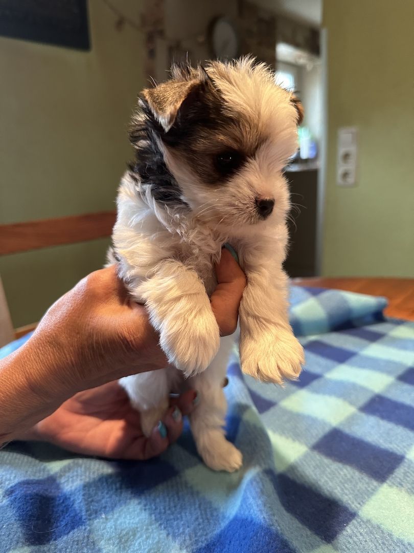 Biewer Yorkshire Welpe