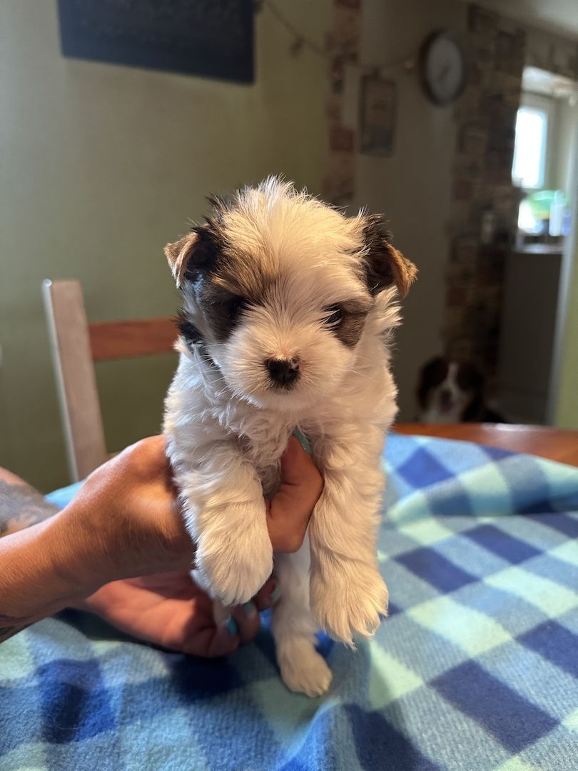 Biewer Yorkshire Welpe