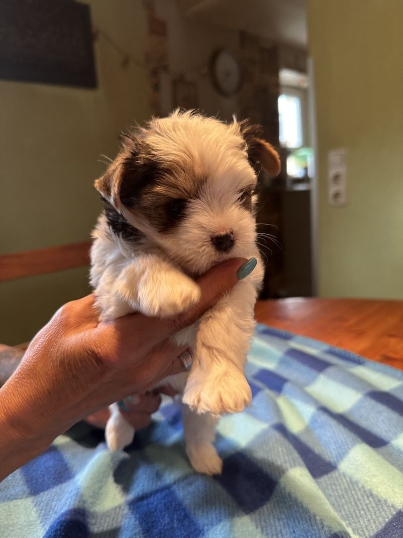 Biewer Yorkshire Welpe