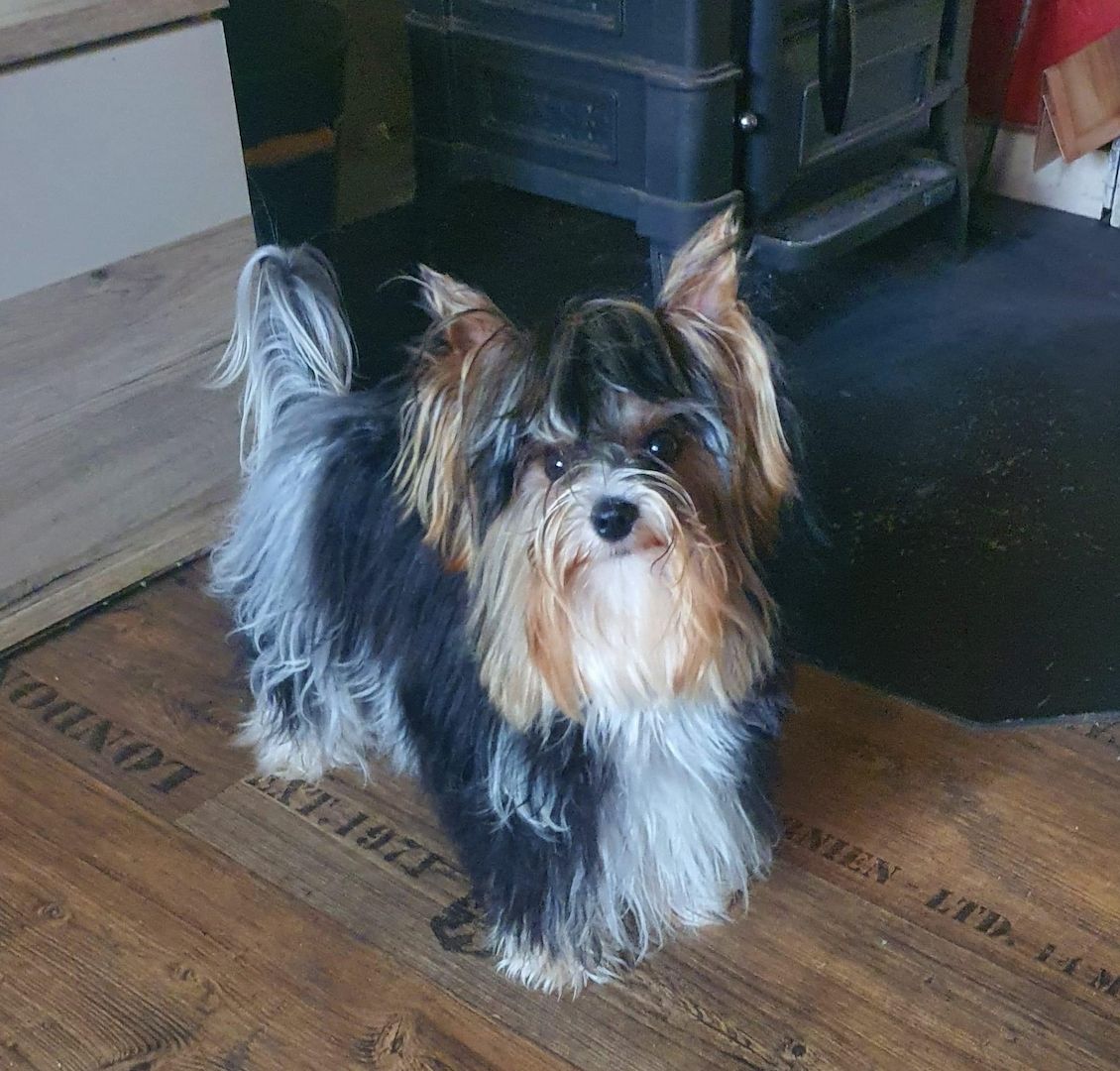 Biewer Yorkshire Welpe