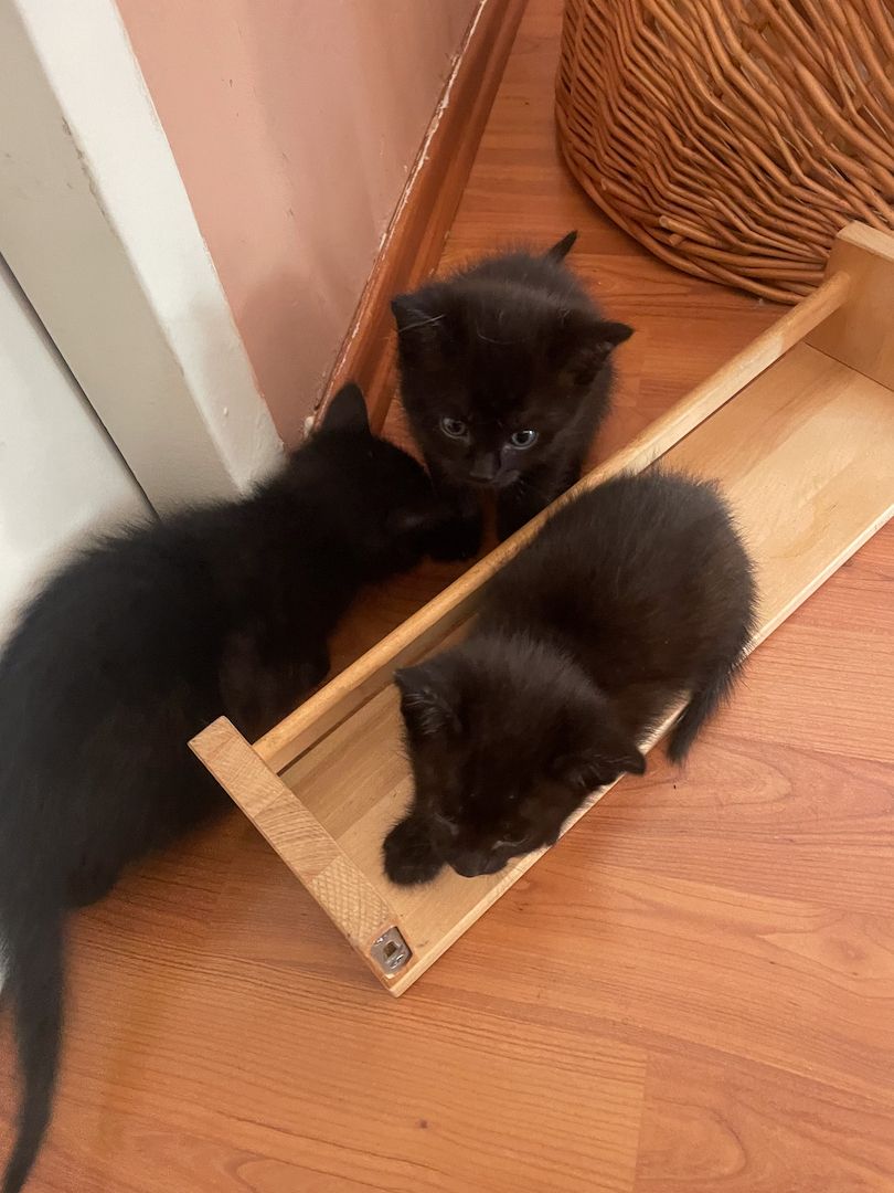 6 Kätzchen / Kitten abzugeben (Siam)