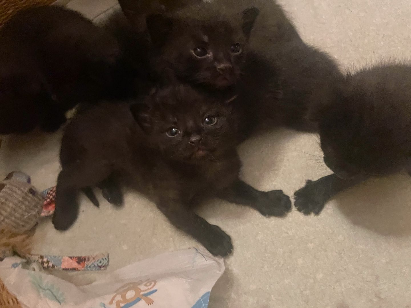 6 Kätzchen / Kitten abzugeben (Siam)