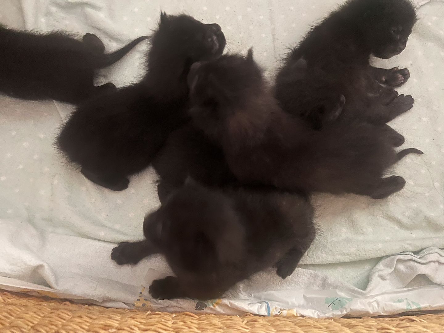 6 Kätzchen / Kitten abzugeben (Siam)