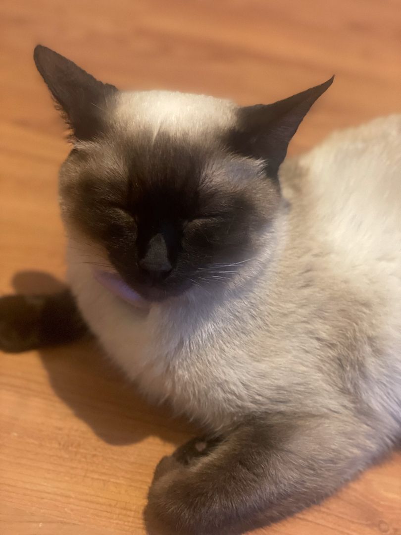 6 Kätzchen / Kitten abzugeben (Siam)