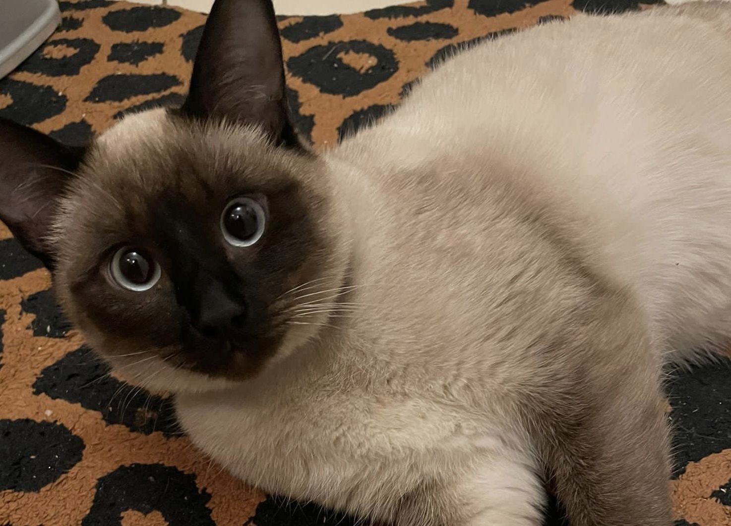 6 Kätzchen / Kitten abzugeben (Siam)