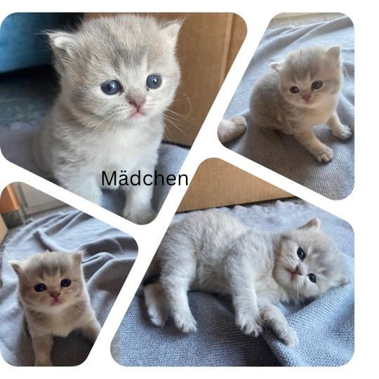 2 wunderschöne Kitten suchen ein neues liebevolles zu Hause 2 wunderschöne Kitten suchen ein neues liebevolles zu Hause