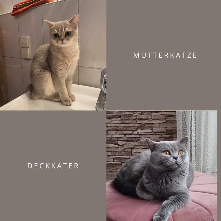 2 wunderschöne Kitten suchen ein neues liebevolles zu Hause 2 wunderschöne Kitten suchen ein neues liebevolles zu Hause