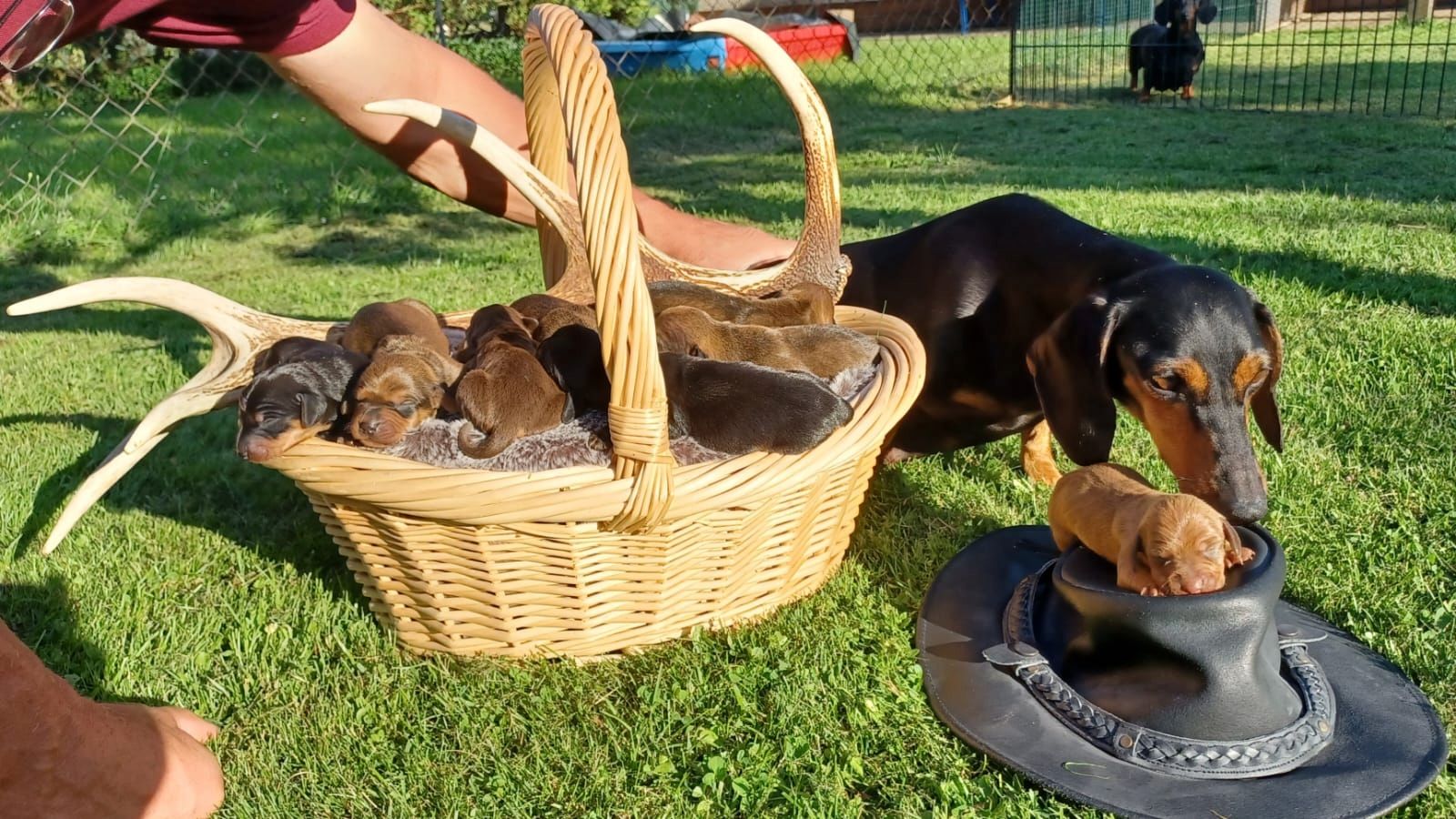 Kurzhaardackelwelpen