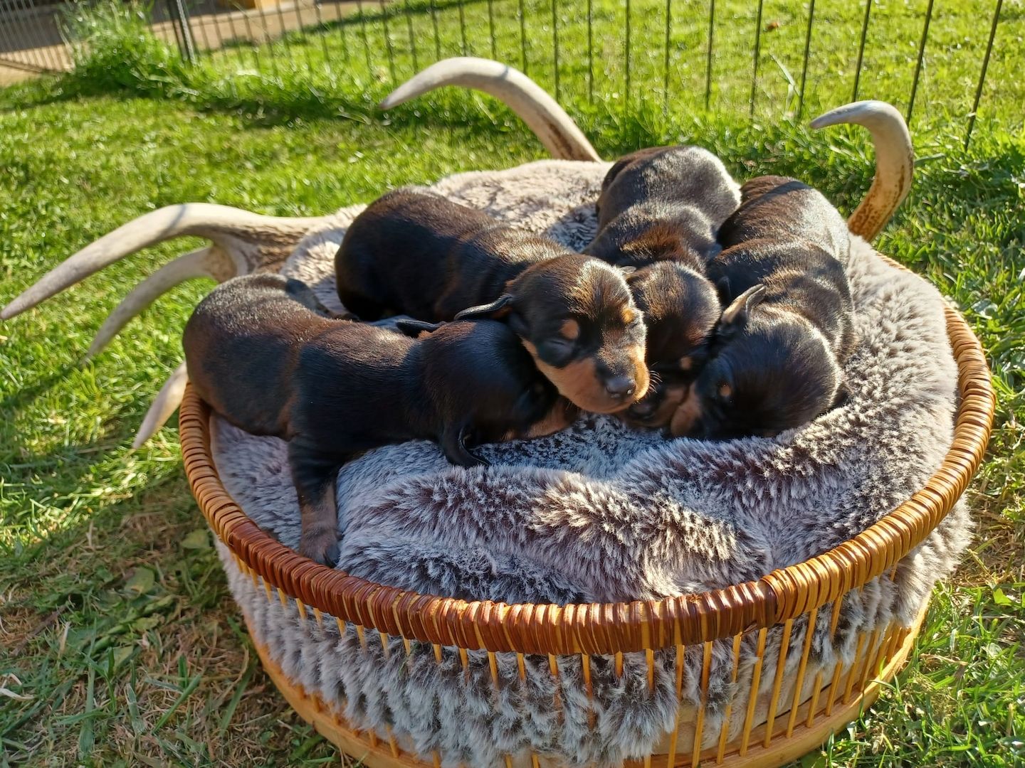 Kurzhaardackelwelpen