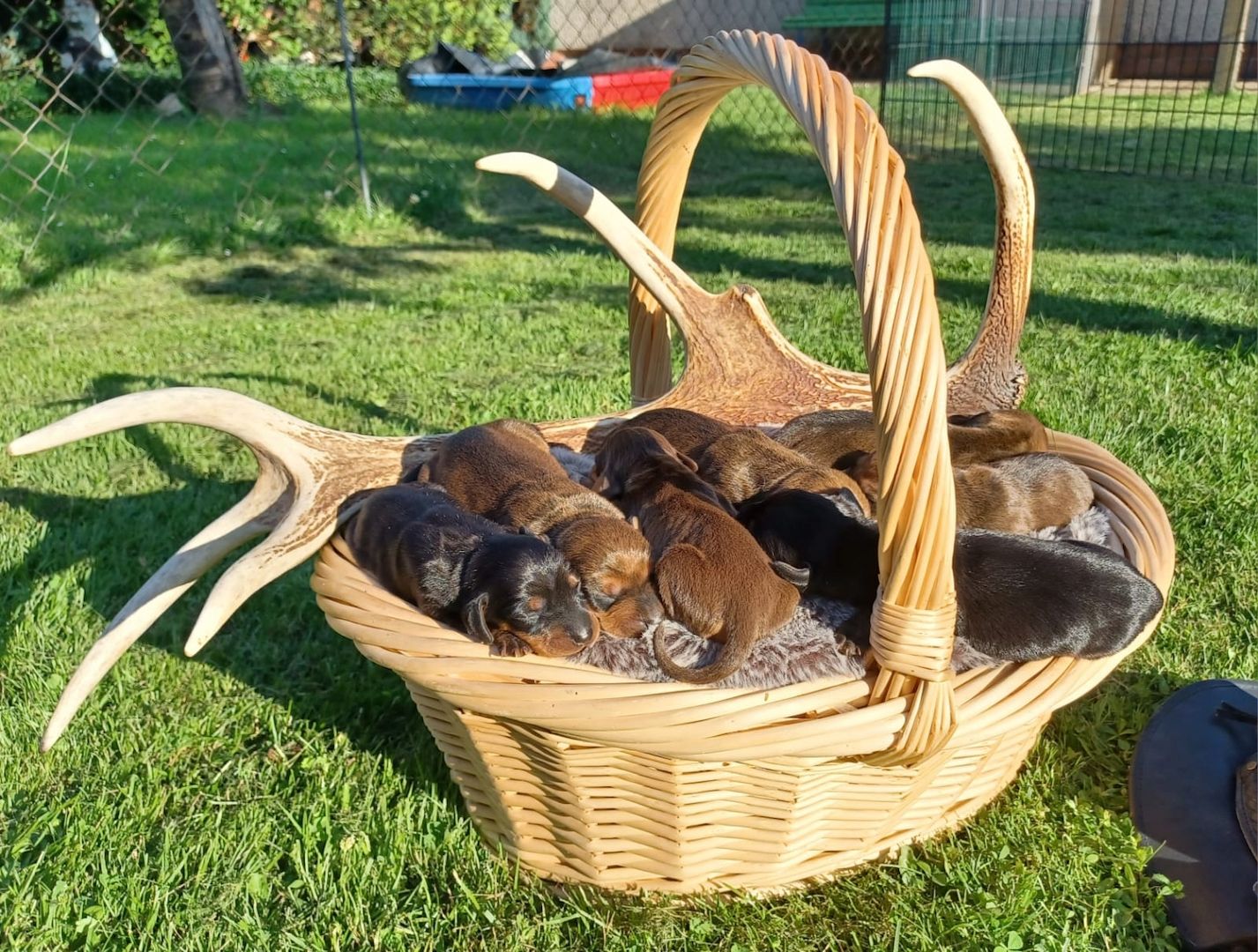 Kurzhaardackelwelpen