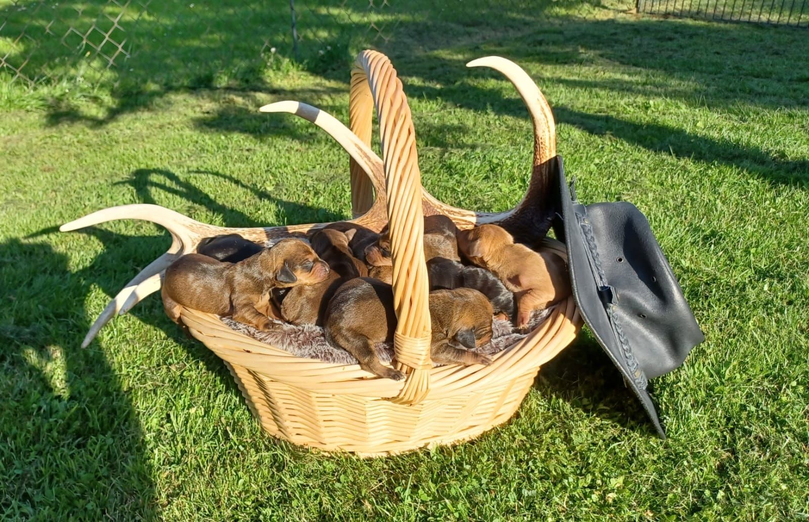 Kurzhaardackelwelpen