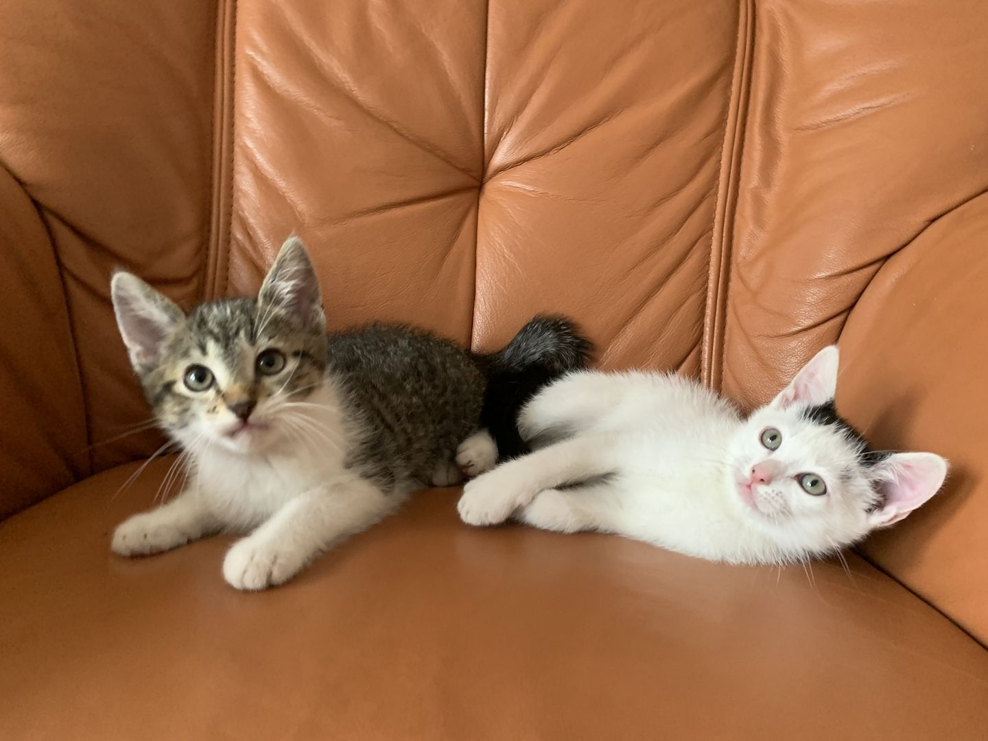 2 süße Katzenbabys (Jungen) Geschwister abzugeben