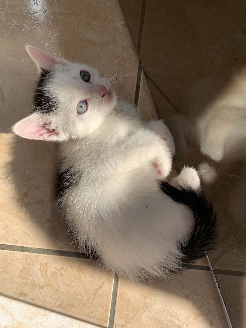 2 süße Katzenbabys (Jungen) Geschwister abzugeben