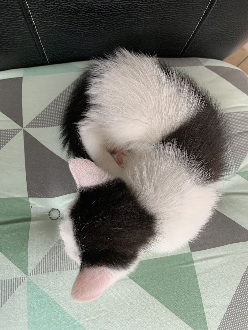 2 süße Katzenbabys (Jungen) Geschwister abzugeben