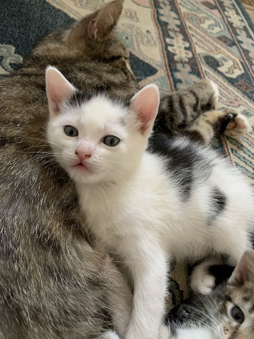 2 süße Katzenbabys (Jungen) Geschwister abzugeben