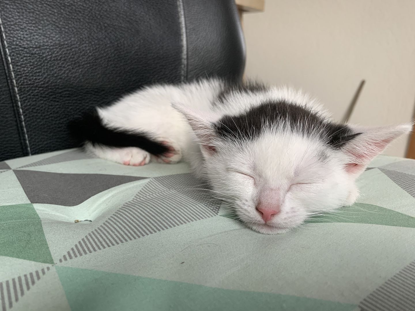 2 süße Katzenbabys (Jungen) Geschwister abzugeben