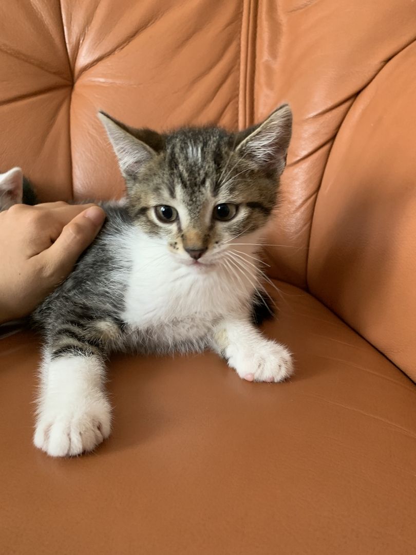 2 süße Katzenbabys (Jungen) Geschwister abzugeben