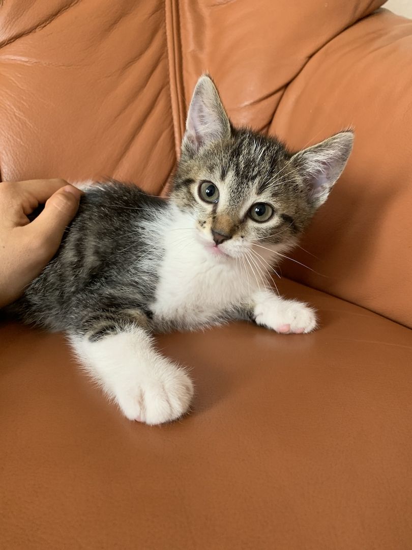 2 süße Katzenbabys (Jungen) Geschwister abzugeben