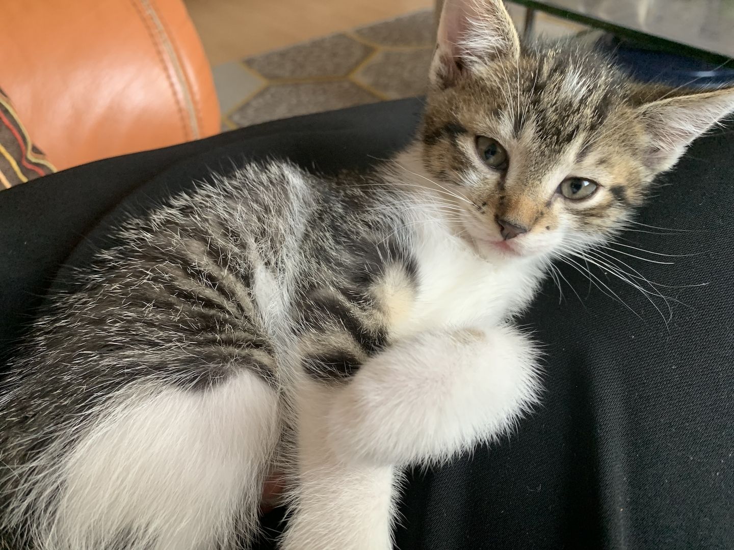 2 süße Katzenbabys (Jungen) Geschwister abzugeben