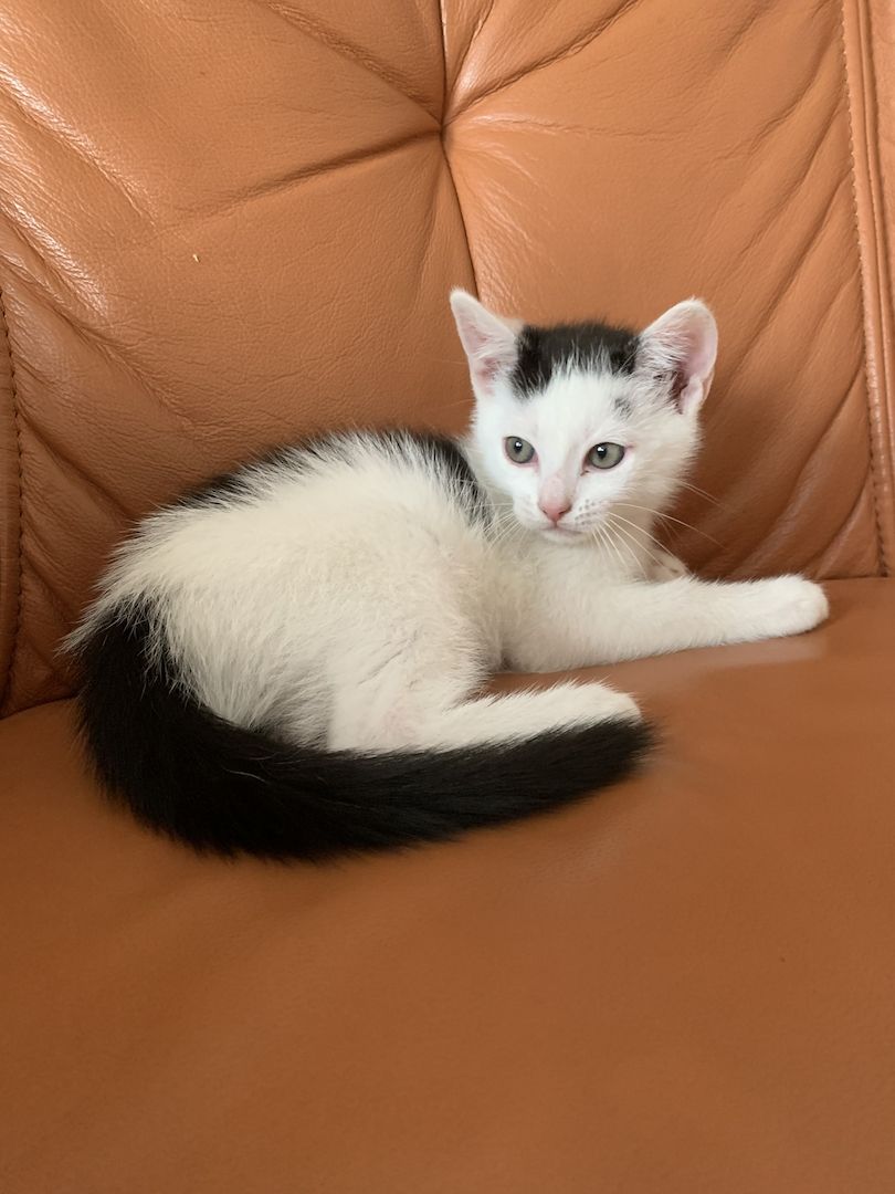 2 süße Katzenbabys (Jungen) Geschwister abzugeben