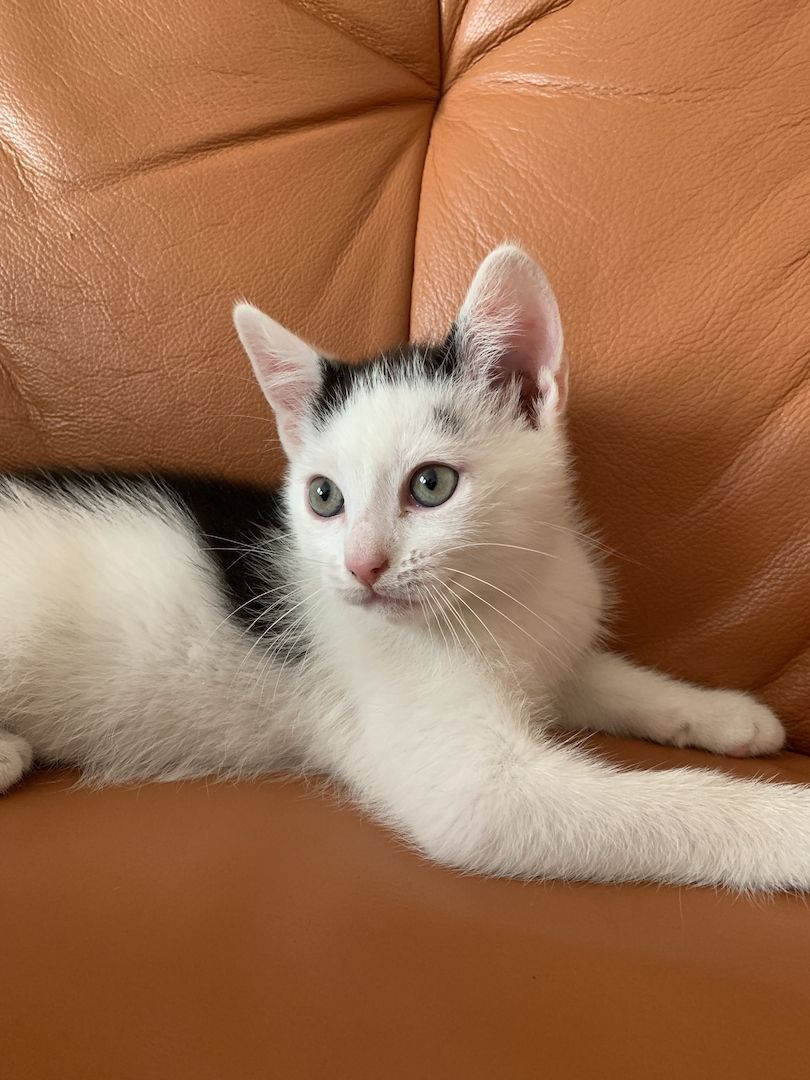 2 süße Katzenbabys (Jungen) Geschwister abzugeben