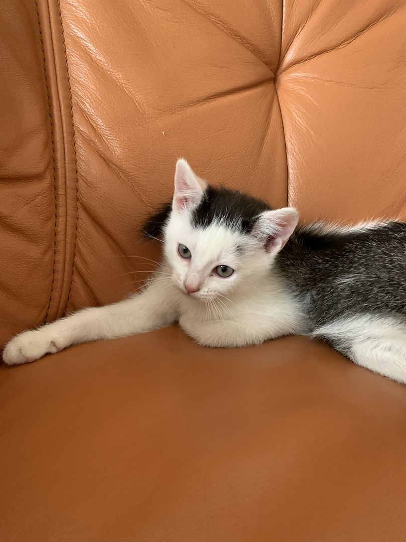 2 süße Katzenbabys (Jungen) Geschwister abzugeben