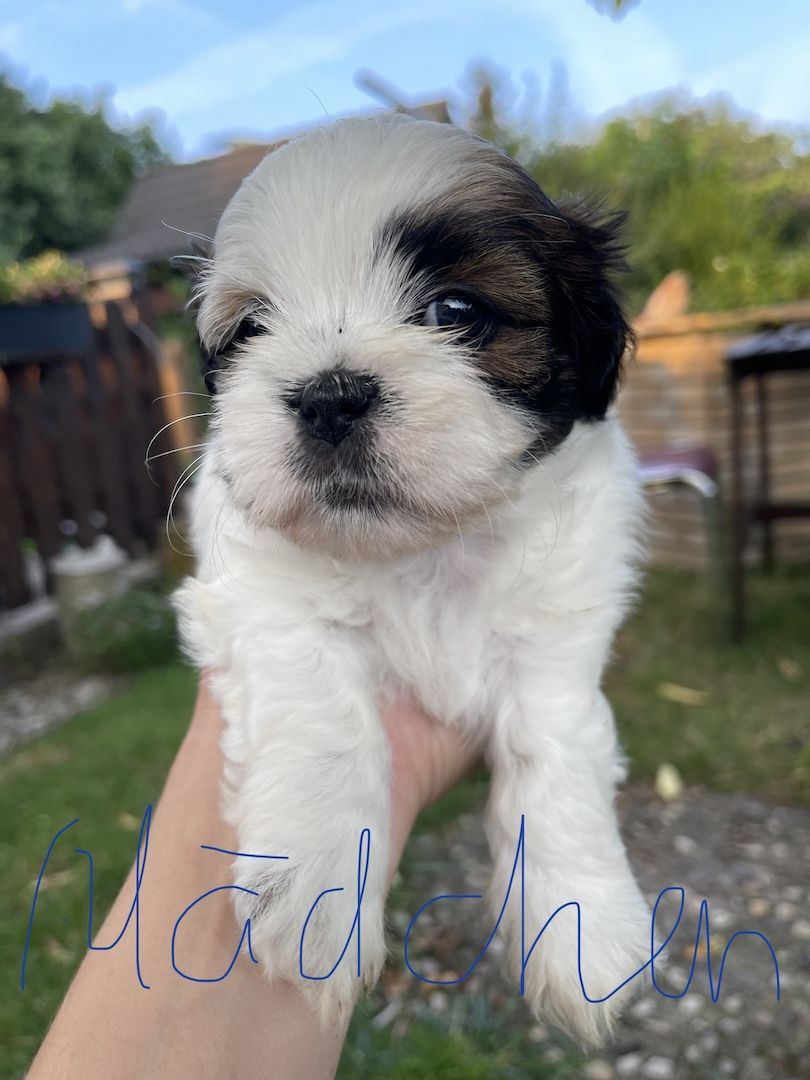 Shih Tzu Welpen