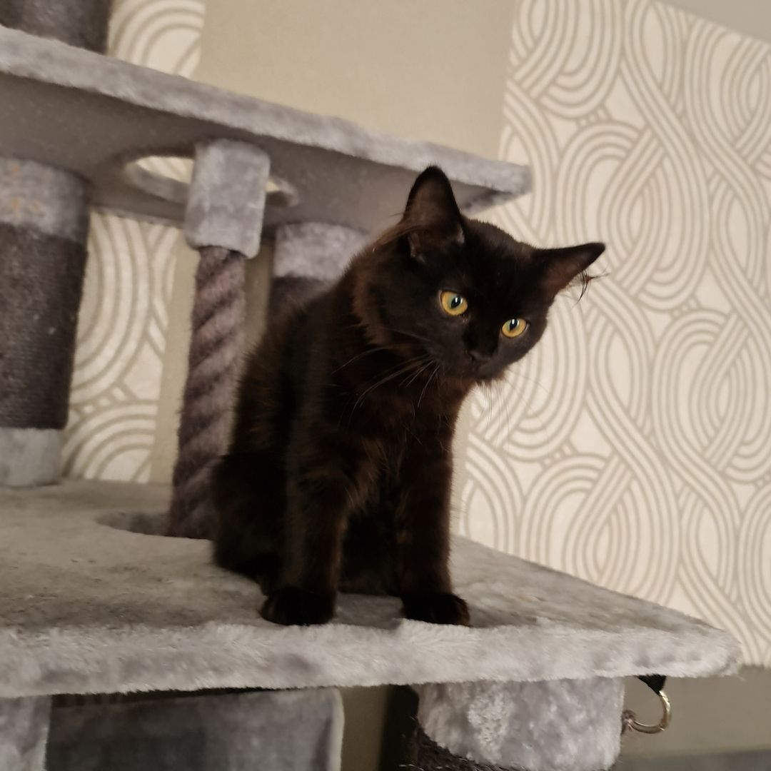 Britisch Langhaar Chocolate Kitten