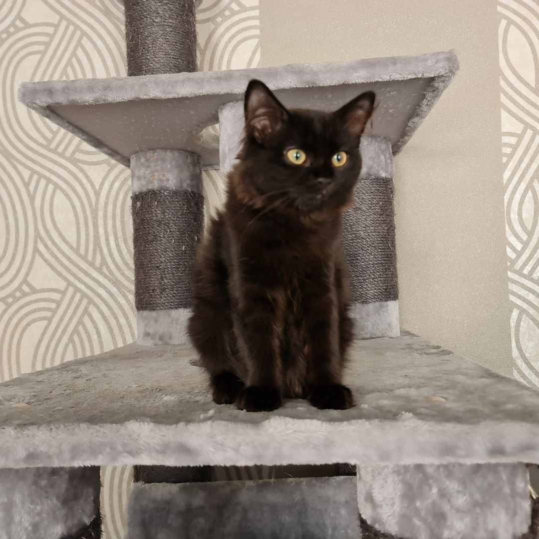 Britisch Langhaar Chocolate Kitten