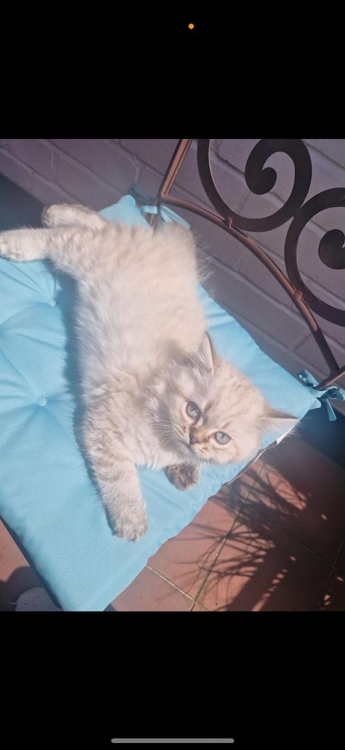 BLH Kitten BLH Kitten