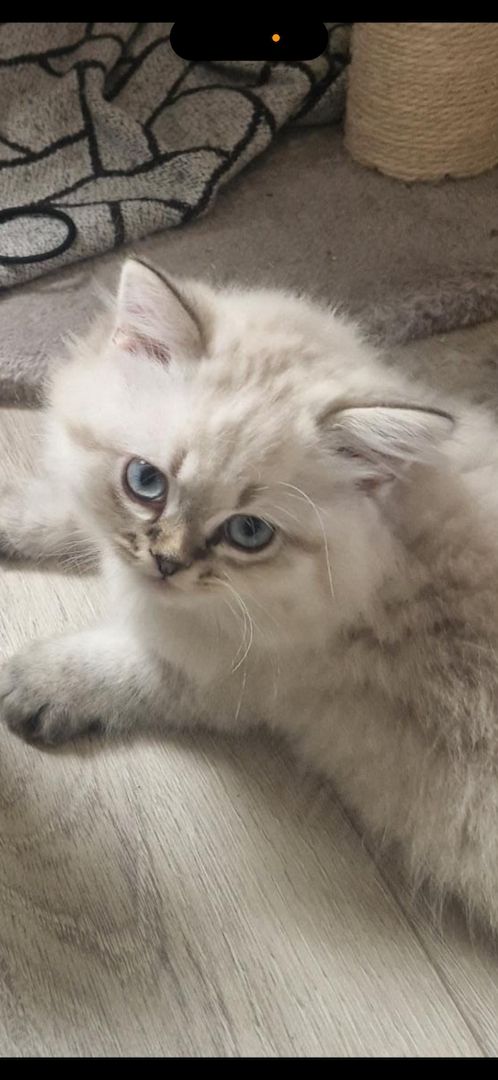 BLH Kitten BLH Kitten