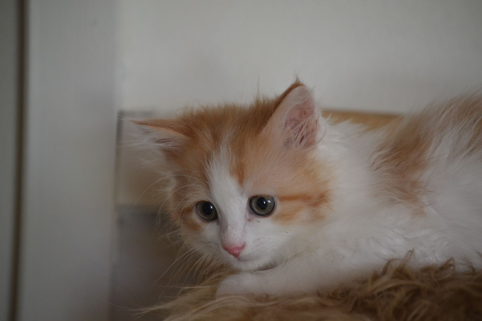 Babajewo's  Nachwuchs wächst