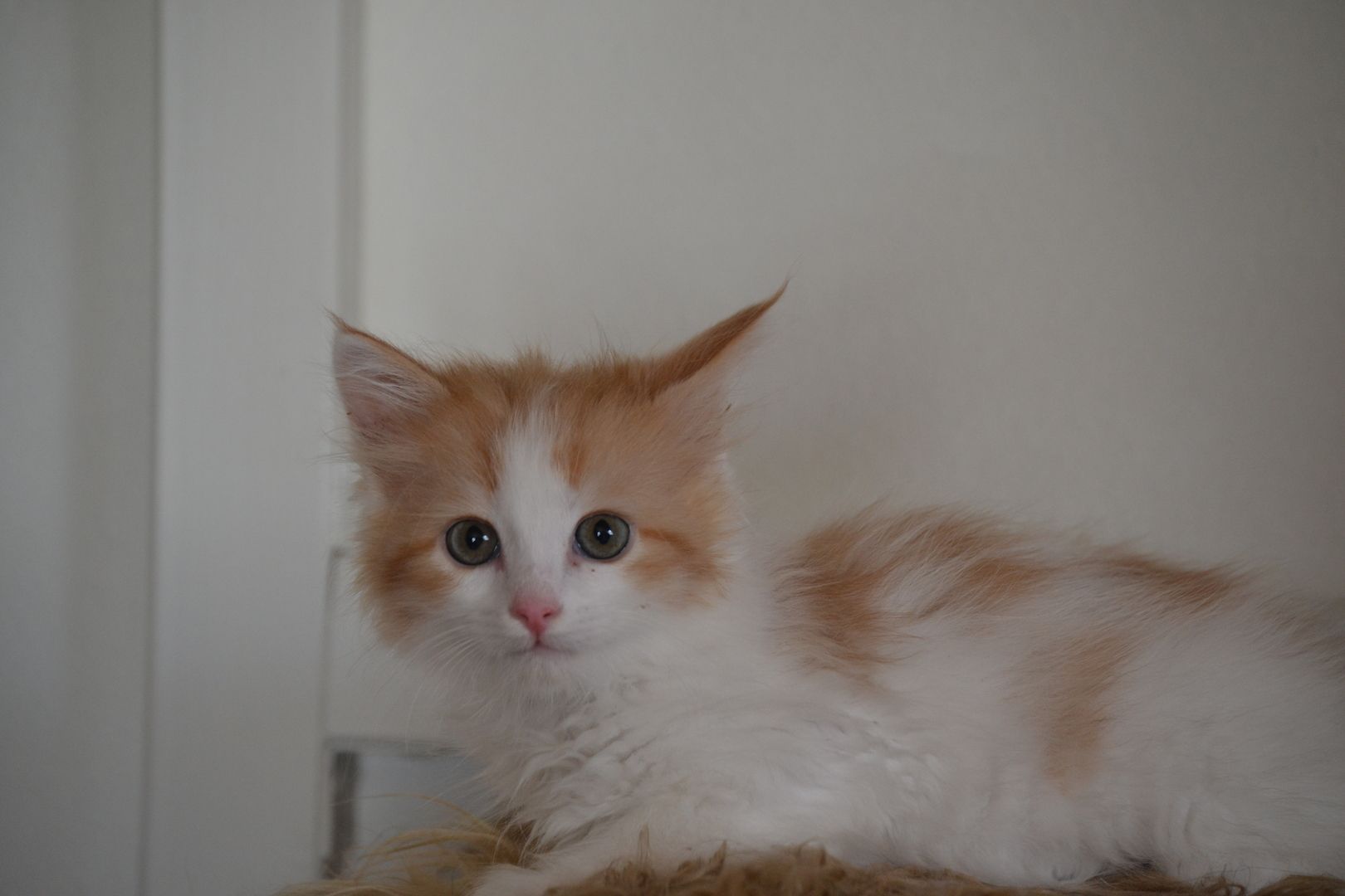 Babajewo's  Nachwuchs wächst