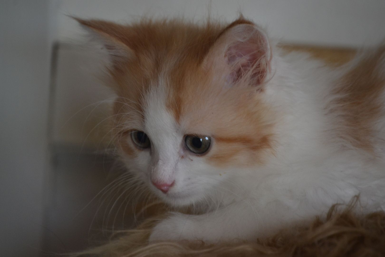 Babajewo's  Nachwuchs wächst