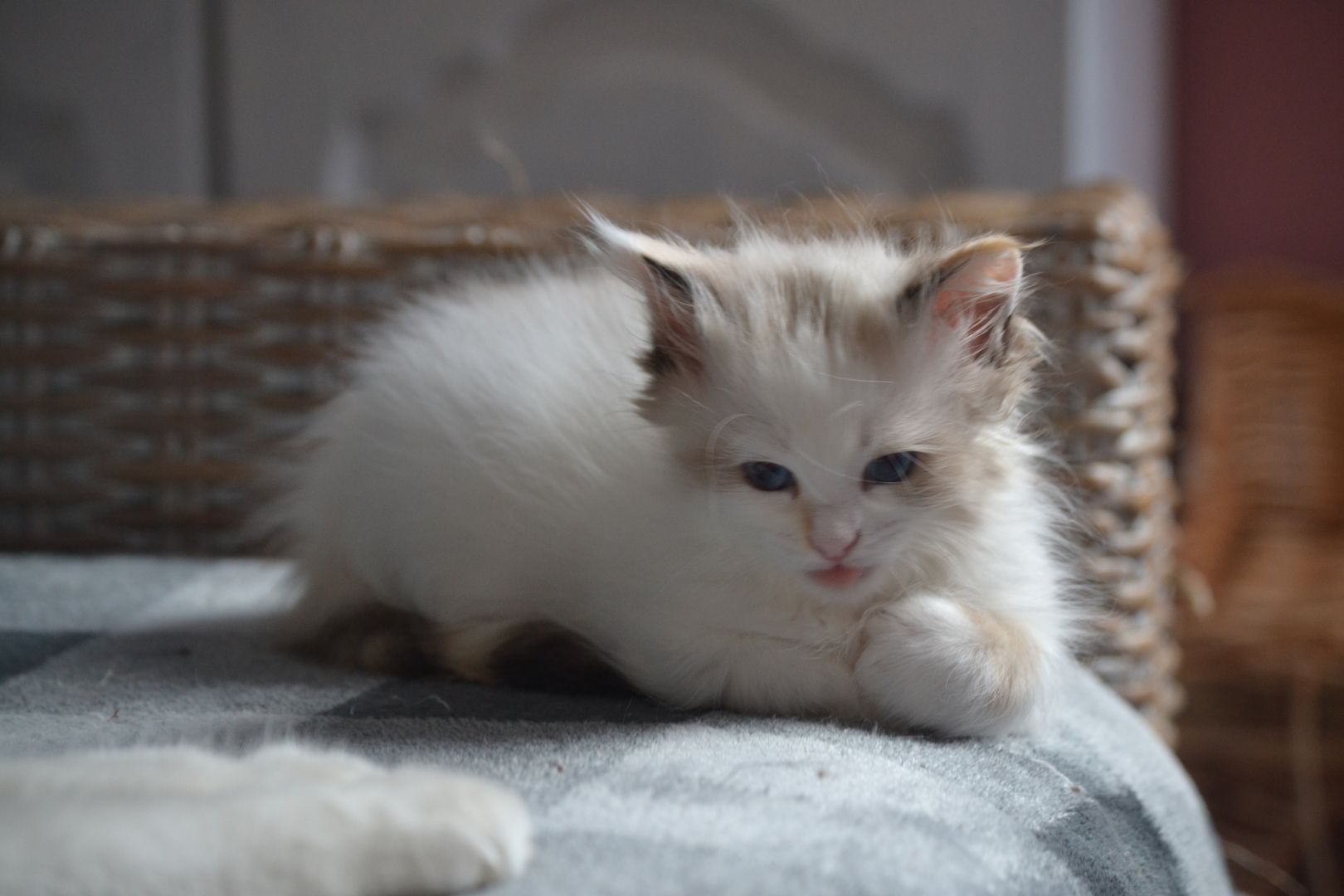 Babajewo's  Nachwuchs wächst