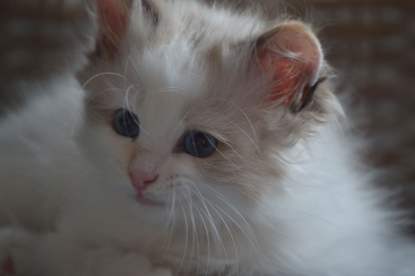 Babajewo's  Nachwuchs wächst