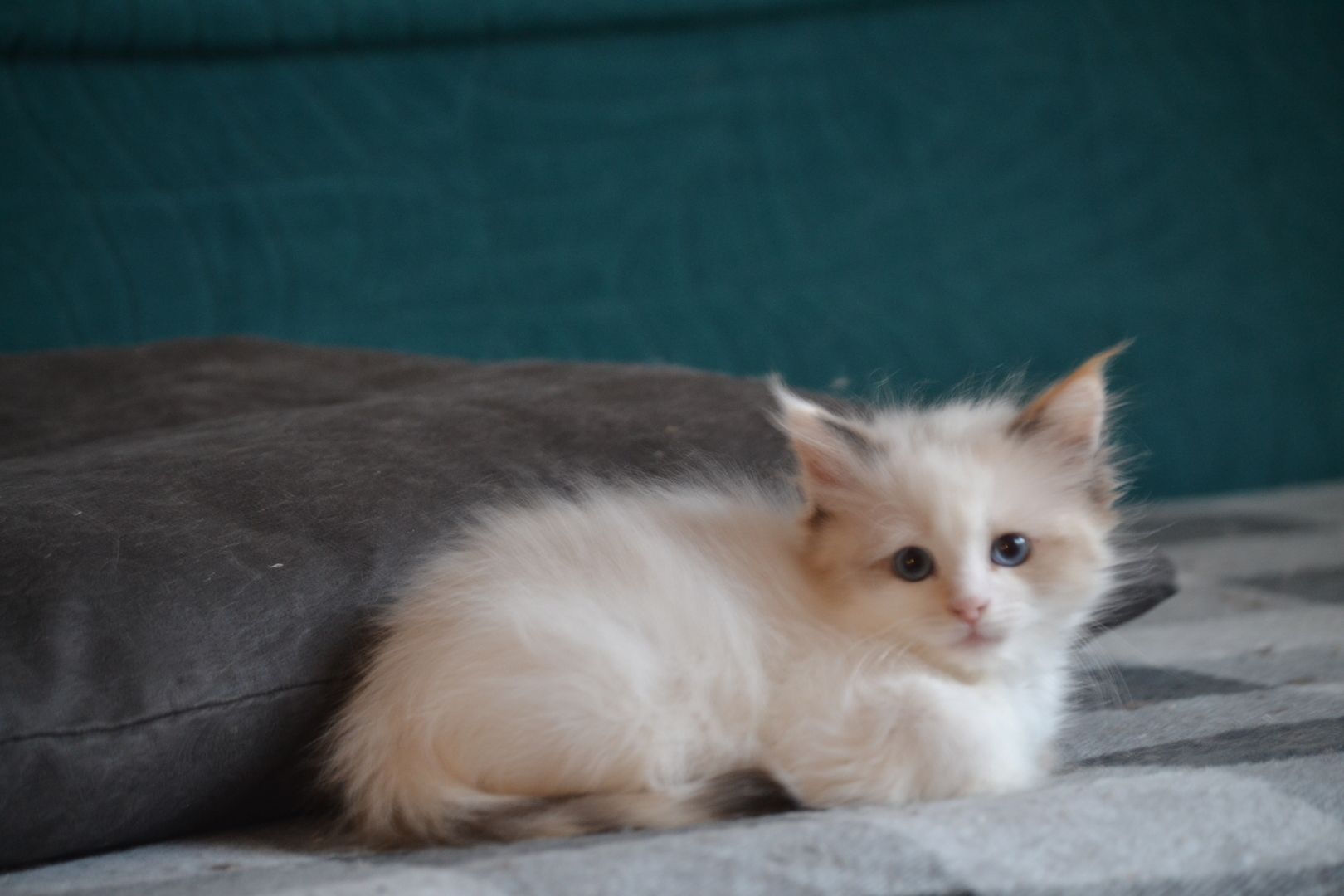 Babajewo's  Nachwuchs wächst