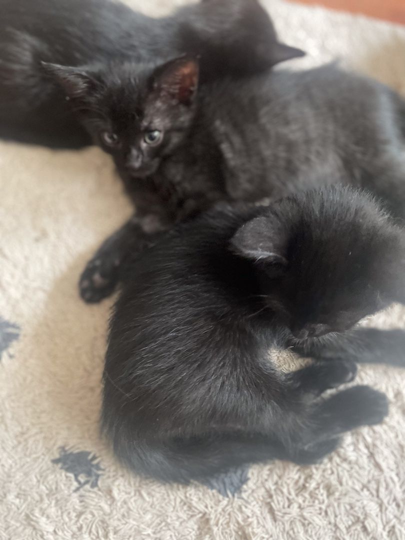 6 Kätzchen / Kitten abzugeben (Siam)